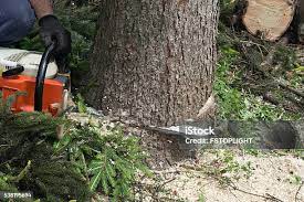 Leaf Removal in Danville, IL