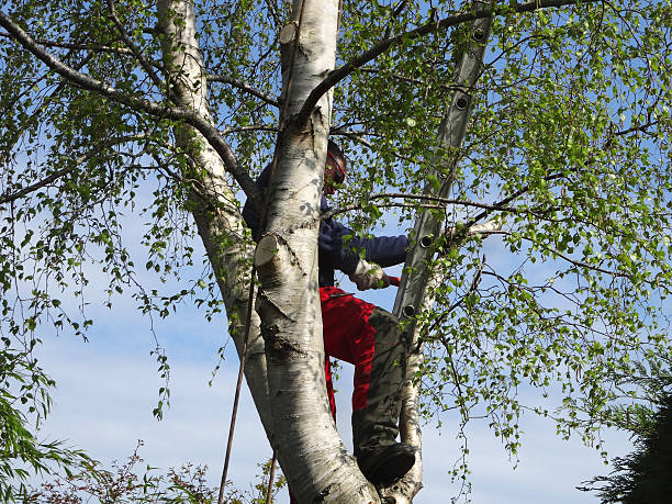 Danville, IL Tree Care Company